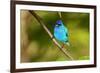 Indigo Bunting-Lantern Press-Framed Art Print