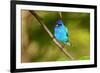 Indigo Bunting-Lantern Press-Framed Art Print