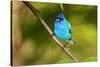 Indigo Bunting-Lantern Press-Stretched Canvas