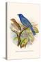 Indigo Bunting-F.w. Frohawk-Stretched Canvas