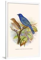 Indigo Bunting-F.w. Frohawk-Framed Art Print