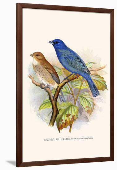 Indigo Bunting-F.w. Frohawk-Framed Art Print