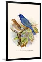 Indigo Bunting-F.w. Frohawk-Framed Art Print