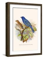 Indigo Bunting-F.w. Frohawk-Framed Art Print