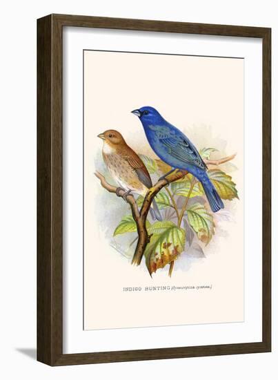 Indigo Bunting-F.w. Frohawk-Framed Art Print