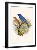 Indigo Bunting-F.w. Frohawk-Framed Art Print