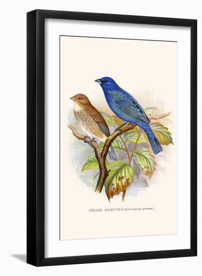 Indigo Bunting-F.w. Frohawk-Framed Art Print