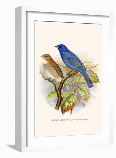 Indigo Bunting-F.w. Frohawk-Framed Art Print