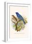 Indigo Bunting-F.w. Frohawk-Framed Art Print