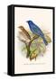 Indigo Bunting-F.w. Frohawk-Framed Stretched Canvas