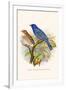 Indigo Bunting-F.w. Frohawk-Framed Art Print