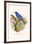 Indigo Bunting-F.w. Frohawk-Framed Art Print