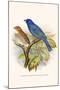 Indigo Bunting-F.w. Frohawk-Mounted Art Print