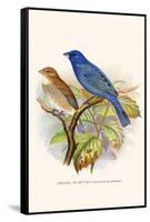 Indigo Bunting-F.w. Frohawk-Framed Stretched Canvas