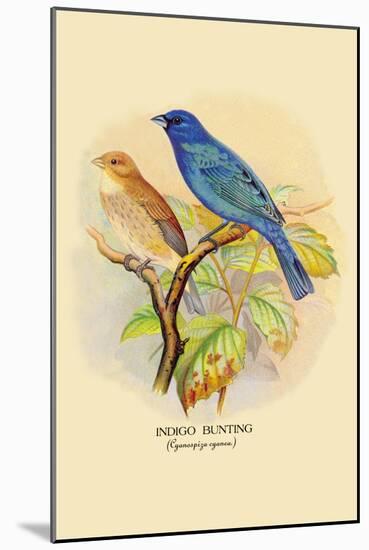 Indigo Bunting-Arthur G. Butler-Mounted Art Print