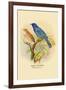 Indigo Bunting-Arthur G. Butler-Framed Art Print