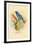 Indigo Bunting-Arthur G. Butler-Framed Art Print