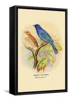 Indigo Bunting-Arthur G. Butler-Framed Stretched Canvas