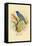 Indigo Bunting-Arthur G. Butler-Framed Stretched Canvas