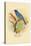 Indigo Bunting-Arthur G. Butler-Stretched Canvas