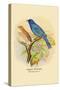 Indigo Bunting-Arthur G. Butler-Stretched Canvas