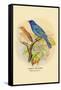 Indigo Bunting-Arthur G. Butler-Framed Stretched Canvas