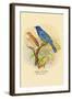 Indigo Bunting-Arthur G. Butler-Framed Art Print