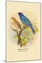 Indigo Bunting-Arthur G. Butler-Mounted Art Print