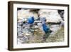 Indigo buntings male bathing, Marion County, Illinois.-Richard & Susan Day-Framed Photographic Print