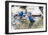 Indigo buntings male bathing, Marion County, Illinois.-Richard & Susan Day-Framed Photographic Print