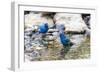 Indigo buntings male bathing, Marion County, Illinois.-Richard & Susan Day-Framed Photographic Print