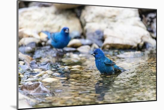 Indigo buntings male bathing, Marion County, Illinois.-Richard & Susan Day-Mounted Photographic Print