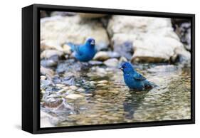 Indigo buntings male bathing, Marion County, Illinois.-Richard & Susan Day-Framed Stretched Canvas