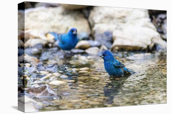 Indigo buntings male bathing, Marion County, Illinois.-Richard & Susan Day-Stretched Canvas