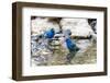 Indigo buntings male bathing, Marion County, Illinois.-Richard & Susan Day-Framed Photographic Print