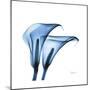 Indigo Calla Lilies C-Albert Koetsier-Mounted Premium Giclee Print