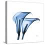 Indigo Calla Lilies C-Albert Koetsier-Stretched Canvas