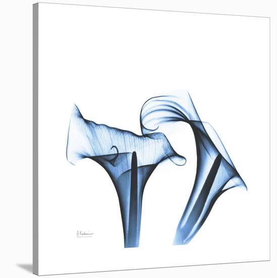 Indigo Calla Lilies D-Albert Koetsier-Stretched Canvas