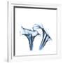 Indigo Calla Lilies D-Albert Koetsier-Framed Premium Giclee Print