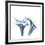 Indigo Calla Lilies D-Albert Koetsier-Framed Premium Giclee Print