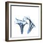 Indigo Calla Lilies D-Albert Koetsier-Framed Premium Giclee Print