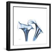 Indigo Calla Lilies D-Albert Koetsier-Framed Premium Giclee Print