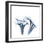 Indigo Calla Lilies D-Albert Koetsier-Framed Premium Giclee Print