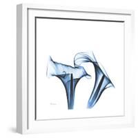 Indigo Calla Lilies D-Albert Koetsier-Framed Premium Giclee Print