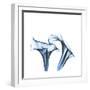 Indigo Calla Lilies D-Albert Koetsier-Framed Premium Giclee Print