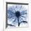 Indigo Chrysanthemum-Albert Koetsier-Framed Art Print