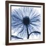 Indigo Chrysanthemum-Albert Koetsier-Framed Art Print