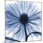 Indigo Chrysanthemum-Albert Koetsier-Mounted Art Print