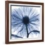 Indigo Chrysanthemum-Albert Koetsier-Framed Art Print