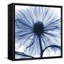 Indigo Chrysanthemum-Albert Koetsier-Framed Stretched Canvas